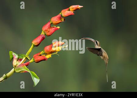 Der langschnullige Einsiedler Kolibri, Phaethornis longirostri, im Flug mit der Zunge heraus und Fütterung auf Sanchezia Sp. Blumen, Costa Rica Stockfoto