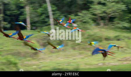 Schar Scharlach-Aras, Ara macao, im Flug, mit Bewegungsunschärfe geschwemmt, Costa Rica Stockfoto