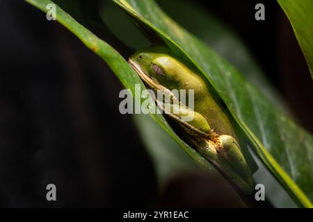 Nördlicher orangenbeiniger Blattfrosch - Pithecopus hypochondrialis, kleine schöne Farben aus einheimischen bis tropischen Wäldern Südamerikas, Amazonas, Brazi Stockfoto