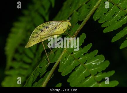 Blattmimimimisches Katydid, Orophus tesselatus, auch bekannt als False Leaf Katydid, auf Blatt, Costa Rica Stockfoto