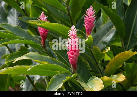 Rote Ingwerblüten, Alpinia purpurata, auch bekannt als Straußenfeder und Pink Kegel Ingwer, Arenal Observatory Botatanic Gardens, Costa Rica Stockfoto