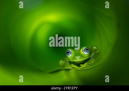 Geisterglasfrosch, Sachatamia ilex, in einem gerollten Blatt, Costa Rica Stockfoto