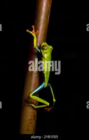 Rotäugiger Baumfrosch, Agalychnis callidryas, auch bekannt als der Rotäugige Blattfrosch, klettert auf den Stamm einer Pflanze, Costa Rica Stockfoto