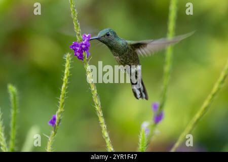 Schuppenbrust Kolibri, Phaeochroa cuvierii, in der Flugreise von Eisenkraut Blumen, Costa Rica Stockfoto