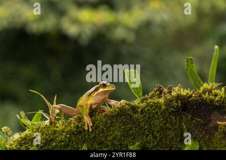 Masked Tree Frog, Smilisca phaeota, auch bekannt als New Granada Cross-Banded Tree Frog, Costa Rica Stockfoto