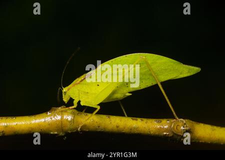 Katydid, Orophus sp., auch bekannt als False Leaf Katydid, Costa Rica Stockfoto