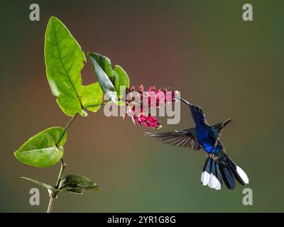 Veilchen-Sabrewing-Kolibris, Campylopterus hemileucurus, im Flug, Fressen von Cavendishia sp., Blumen, Costa Rica Stockfoto