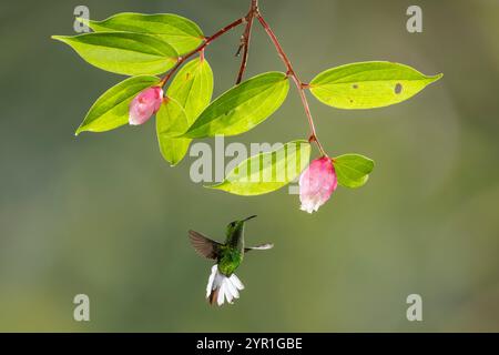 Kupferköpfiger Smaragd-Kolibri, Microchera Cupreiceps, im Flug, Costa Rica Stockfoto