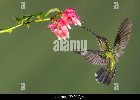 Weibliche Talamanca Kolibri, Eugenes spectabilis, in der Flugreise von Cavendishia bracteata Blumen, Costa Rica Stockfoto
