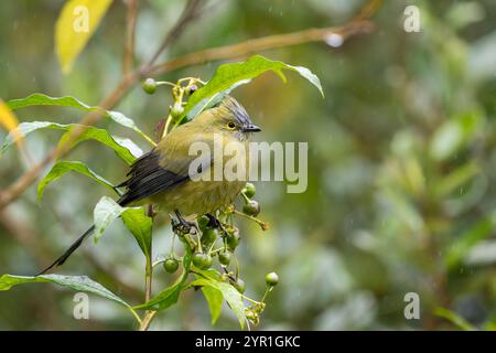 Weiblicher Langschwanz-Seidenschnäpper, Ptiliogonys caudatus, Costa Rica Stockfoto
