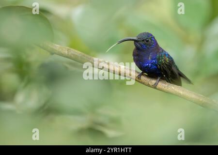 Violetter Sabrewing Kolibri, Campylopterus hemileucurus, mit der Zunge hoch oben, Costa Rica Stockfoto