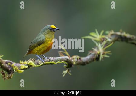 Euphonia, Euphonia gouldi, Costa Rica Stockfoto