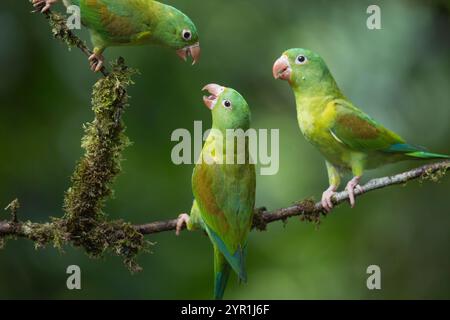 Orangensittiche, Brotogeris jugularis, Costa Rica Stockfoto