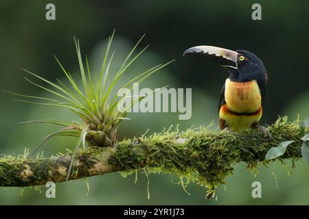 Aracari mit Kragen, Pteroglossus torquatus, auf einem Zweig neben einer Bromelie, Costa Rica Stockfoto