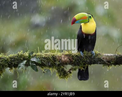Kielschnabeltoucan, Ramphastos sulfuratus, im Regen, auch bekannt als Schwefel- oder Regenbogenschnabeltoucan, Costa Rica Stockfoto