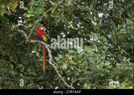 Scharlach Ara, Ara macao, auf einem Baum, Costa Rica Stockfoto