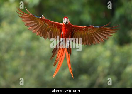 Scharlach Ara, Ara macao, im Flug, Costa Rica Stockfoto