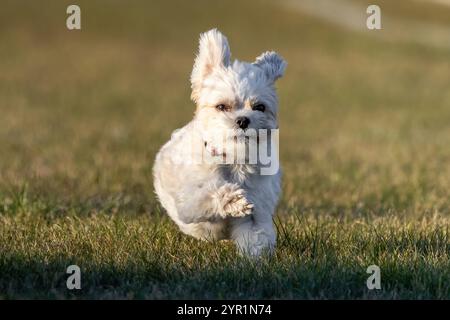 Malteser Running Lure Course Sprint Dog Sport Stockfoto