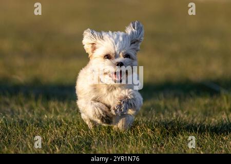 Malteser Running Lure Course Sprint Dog Sport Stockfoto