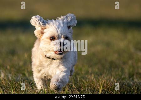 Malteser Running Lure Course Sprint Dog Sport Stockfoto