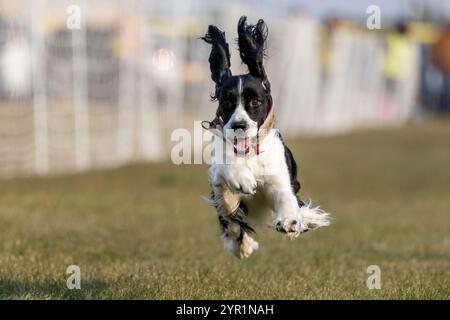 Englischer Springer Spaniel Running Lure Course Sprint Dog Sport Stockfoto