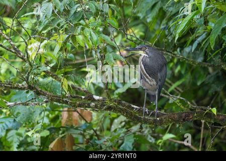 Fasciated Tigerreiher, Tigrisoma fasciatum, auf einem Baum, Costa Rica Stockfoto