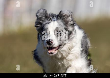 Blue Merle Border Collie Running Lure Course Sprint Dog Sport Stockfoto