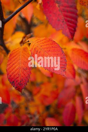 Nahaufnahme von hellorangefarbenen Blättern am Hainbuchenbaum im Herbst. Stockfoto