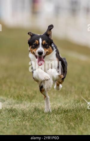 Mini American Shepherd Aussie Running Lure Course Sprint Dog Sport Stockfoto