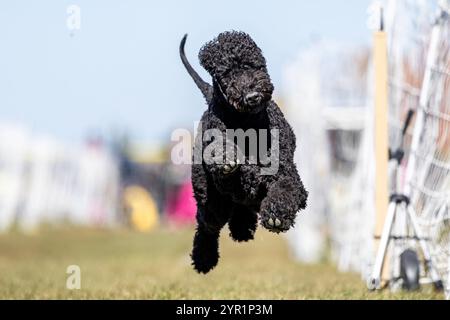 Black Bedlington Terrier Running Lure Course Sprint Dog Sport Stockfoto