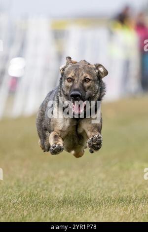 Sable German Shepherd Running Lure Course Sprint Dog Sport Stockfoto