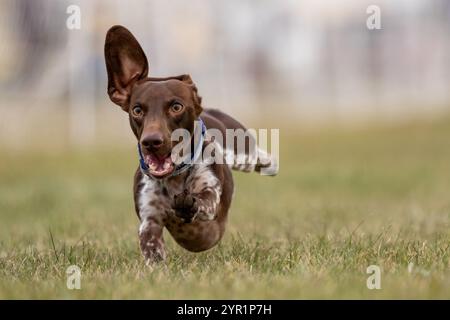 Reinrassiger Dachshund Running Lure Course Sprint Dog Sport Stockfoto