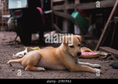 Ein niedliches Hündchen aus Labor und Mutt-Mix, das draußen liegt Stockfoto
