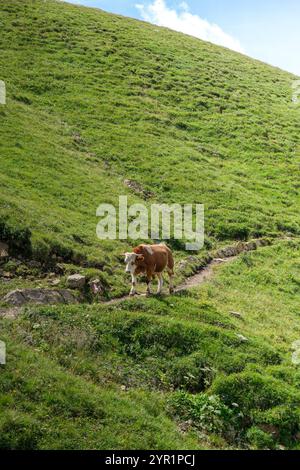 Eine Kuh spaziert auf einem Bergweg in den Dolomiten. Stockfoto