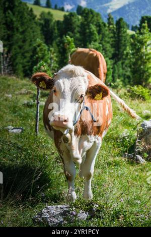 Porträt einer Milchkuh an Berghängen in Italien. Stockfoto