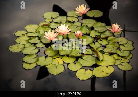 Seerosen mit sanften rosafarbenen Blüten schweben auf grünen Lilienpads Stockfoto
