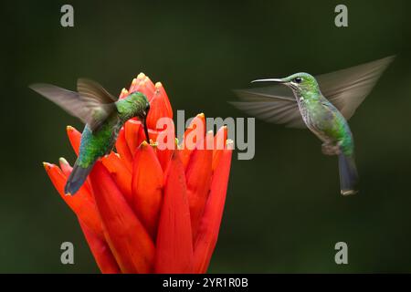 Grün gekrönte brillante Kolibris, Heliodoxa jacula, bewegungsunscharfe Flügel, im Flug, Costa Rica Stockfoto