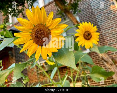 Zwei leuchtende Sonnenblumen blühen hell vor einem Backsteinbau Stockfoto