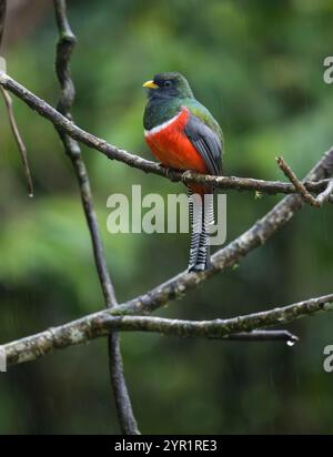 Männlicher Trogon mit Kragen, Trogon Collaris, Costa Rica Stockfoto