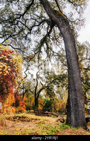 Große Eiche und Herbstlaub in Bidwell Park, Chico, CA Stockfoto