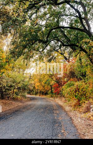 Von Bäumen gesäumte Straße im Herbst, Bidwell Park, Chico, CA Stockfoto