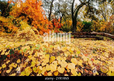 Orange und gelbes Herbstlaub in Bidwell Park, Chico, CA Stockfoto