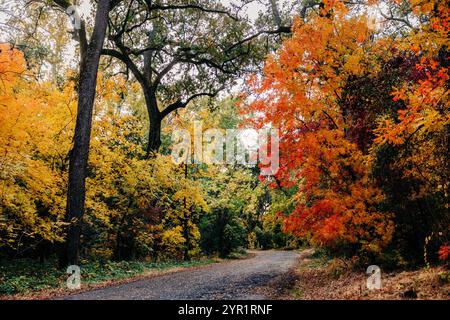 Herbstszene im Bidwell Park mit farbenfrohen Blättern, Chico, CA Stockfoto