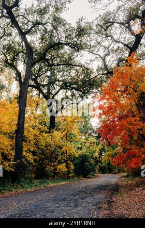 Von Bäumen gesäumte Straße im Herbst, Bidwell Park, Chico, CA Stockfoto