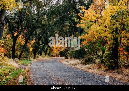 Verwinkelte Straße im Bidwell Park mit Herbstlaub, Chico, CA Stockfoto