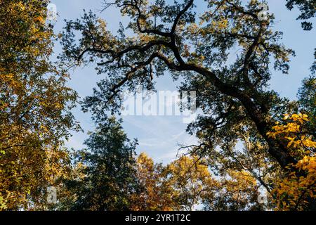 Eichenbaumdach im Bidwell Park mit blauem Himmel Stockfoto