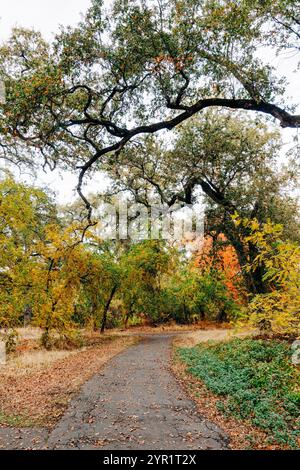 Herbstszene mit geschwungenem Wanderweg in Bidwell Park, Chico, CA Stockfoto