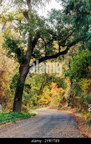 Herbstszene mit großer Eiche in Bidwell Park, Chico, CA Stockfoto