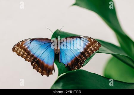 Blauer Morpho-Schmetterling, der sich auf grünem Blatt sonnt Stockfoto