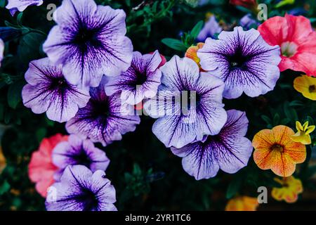 Cluster aus violetten, orangefarbenen und roten Petunien mit dunklem Hintergrund Stockfoto